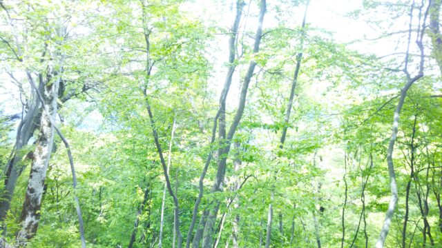 弓の持ち方について